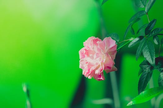 Roses in the garden filtered, Roses are beautiful with a beautiful sunny day.