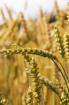   photographed close-up of yellowed ripe ears of cereal