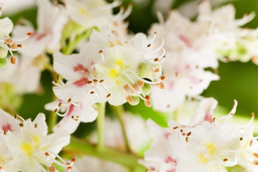  photographed close-up of chestnut flower. multicolored flowers