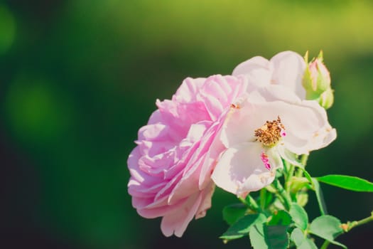 Roses in the garden filtered, Roses are beautiful with a beautiful sunny day.