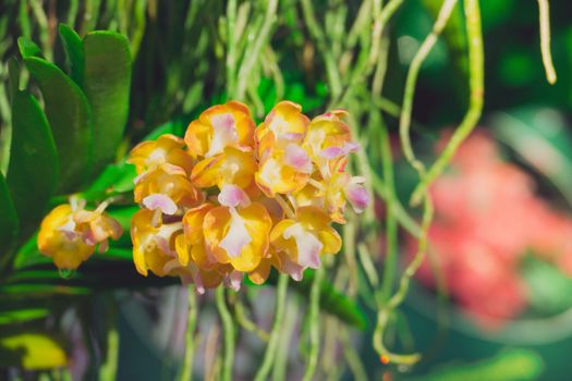 Beautiful blooming orchids in forest, On the bright sunshine