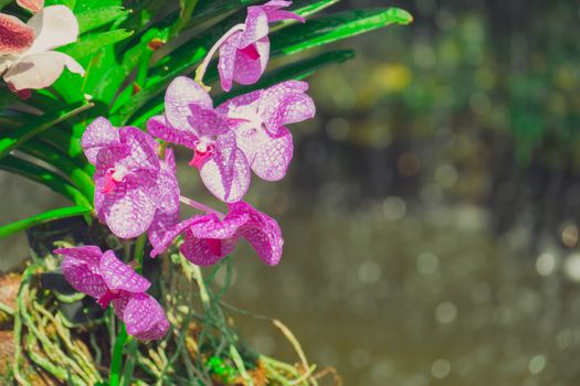 Beautiful blooming orchids in forest, On the bright sunshine