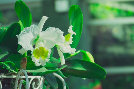 Beautiful blooming orchids in forest, On the bright sunshine