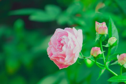 Roses in the garden filtered, Roses are beautiful with a beautiful sunny day.