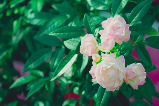 Roses in the garden filtered, Roses are beautiful with a beautiful sunny day.