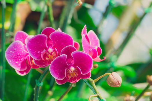 Beautiful blooming orchids in forest, On the bright sunshine