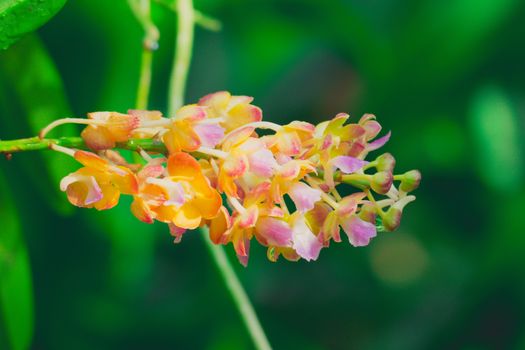 Beautiful blooming orchids in forest, On the bright sunshine