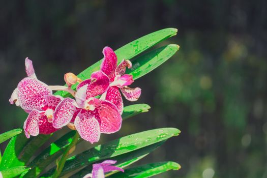 Beautiful blooming orchids in forest, On the bright sunshine