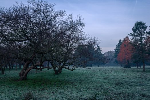 Autumnal cold morning on meadow with hoarfrost on plants and beautiful colors.Italy near Milan.