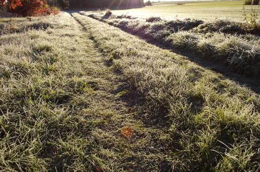 Country farmland road through frosted grass in morning sunlight