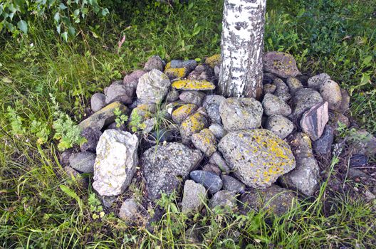 Birch tree surrounded by medium sized stones