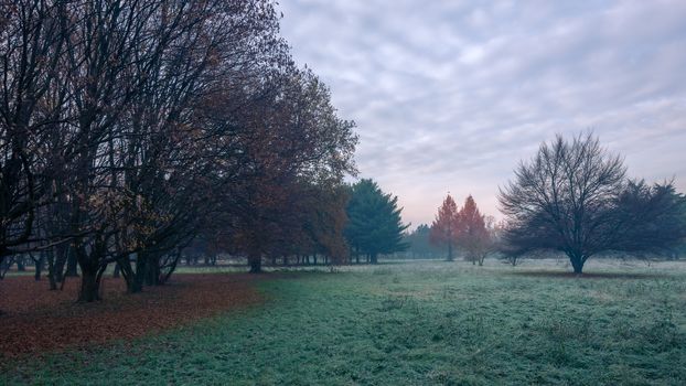 Autumnal cold morning on meadow with hoarfrost on plants and beautiful colors.Italy near Milan.