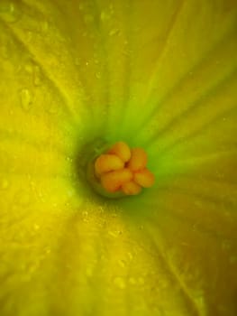 pumpkin flower