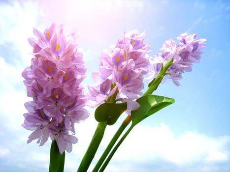 purple flower