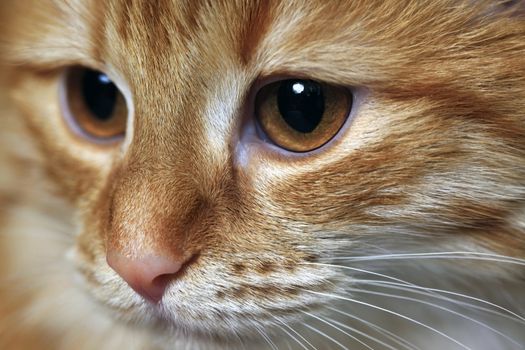 Portrait of a young red-haired cats