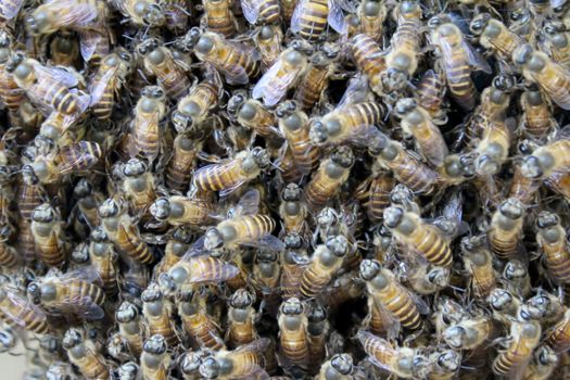 Beehive