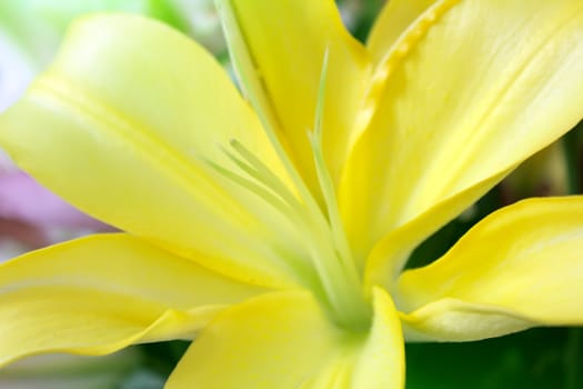 yellow flower