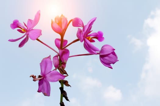 purple flower