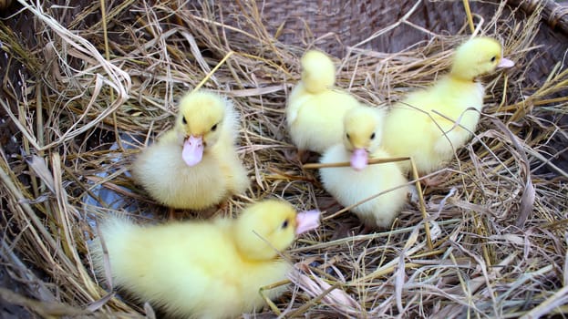 baby swans