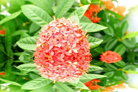 red flower