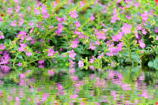 purple flower