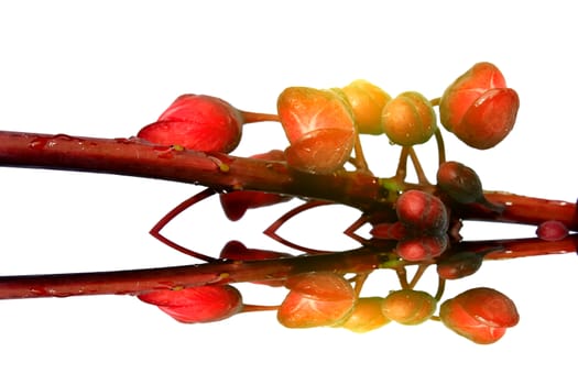 red flowers isolated on white background