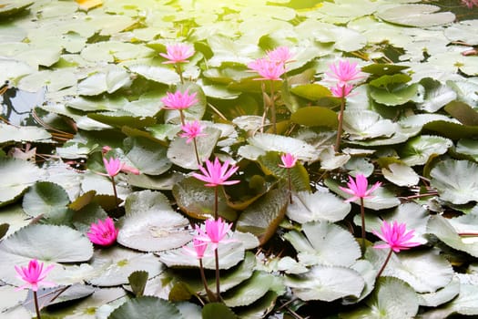 water lily