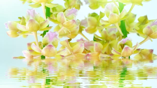 orchid isolated on white background
