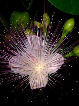 purple flowers blooming in the night