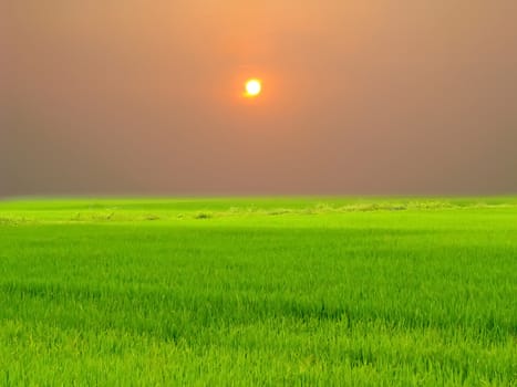Green paddy and sky
