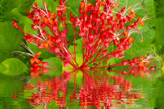Red flowers on green background