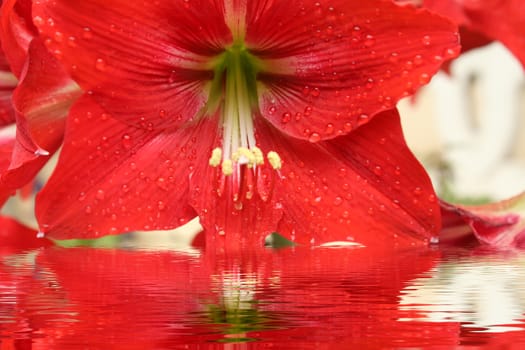 beautiful red lily 
