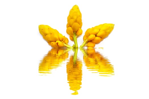 yellow flower