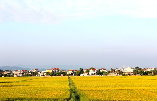 paddy field