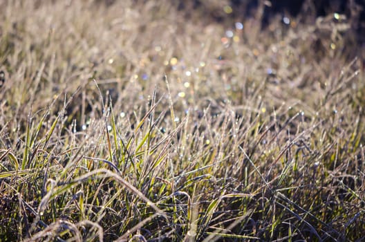 Frosty autumn grass on sunny morning. Abstract nature background