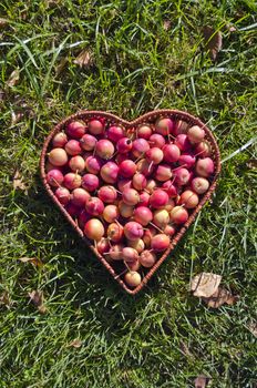 Heart shaped wicker basket full of crab apples on green grass