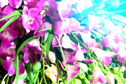 purple flower