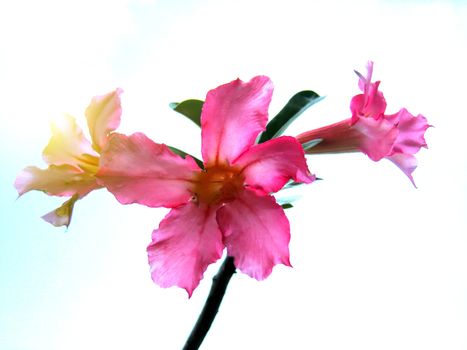 red flower	
