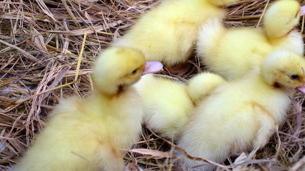 baby swans
