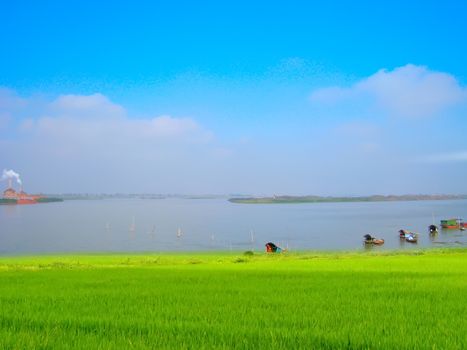 Green paddy and sky