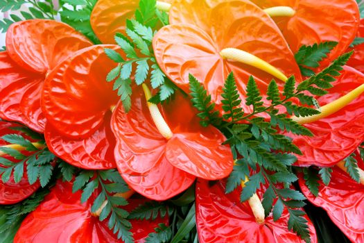 red flower