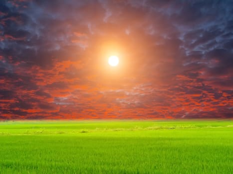 Green paddy and sky