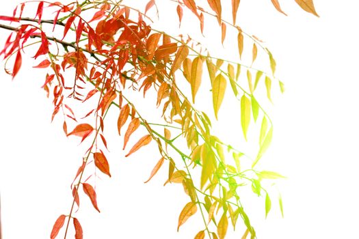 leaf