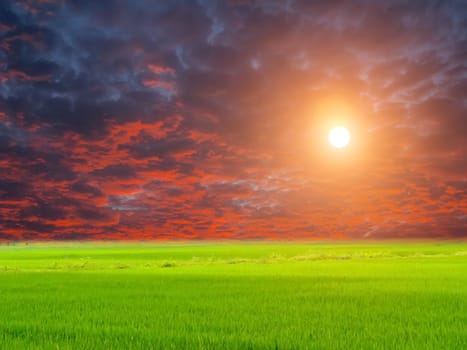 Green paddy and sky