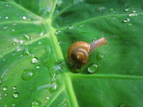 Snail