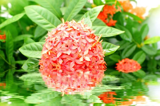 red flower