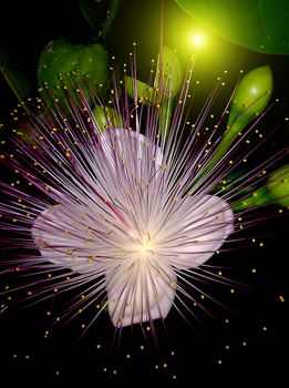 purple flowers blooming in the night