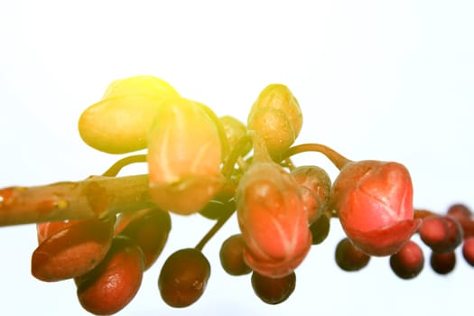 Flowers Design 