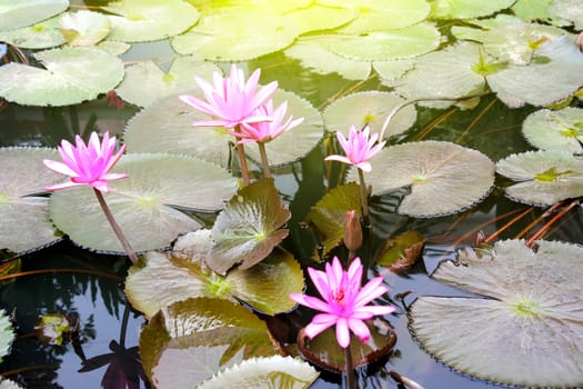 water lily
