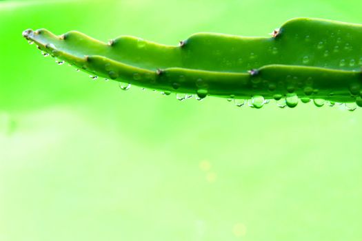 leaf